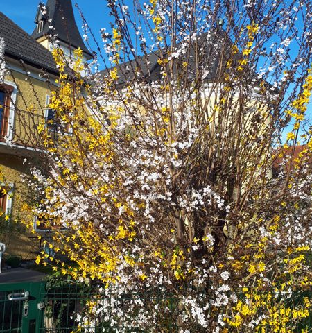 Im evangelischen Gemeindegarten in Timelkam
